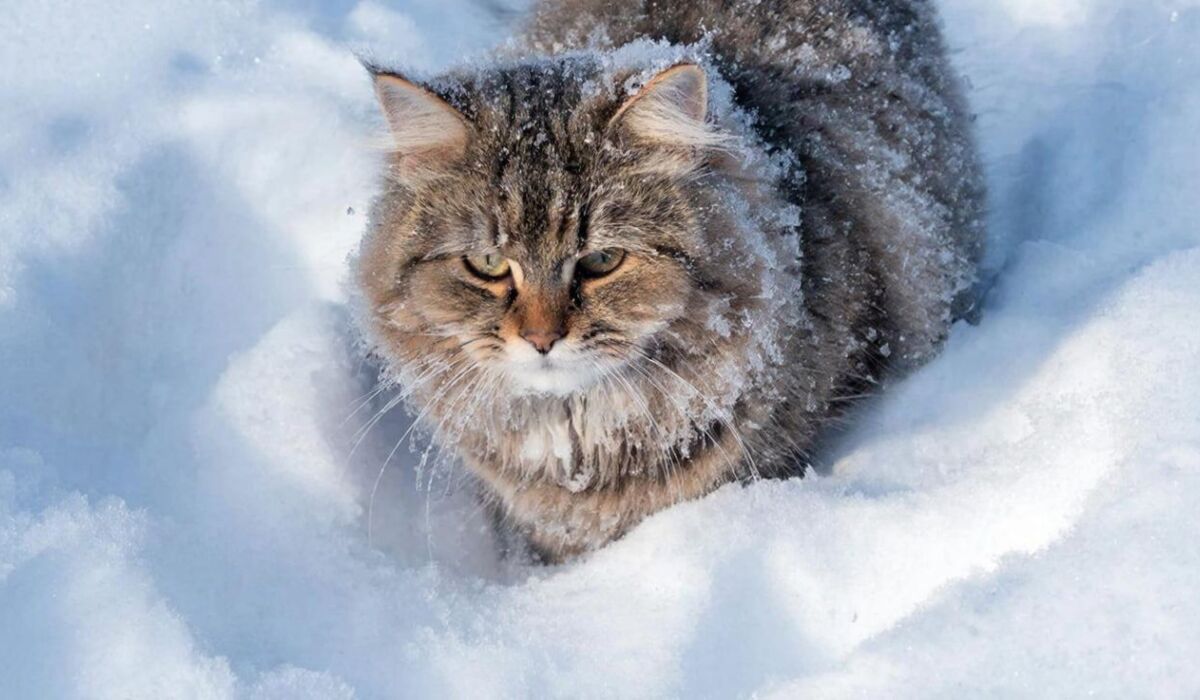В Пермском крае в выходные ожидается снег