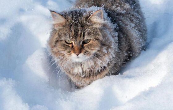 ​Вечером 3 февраля в Прикамье начнётся сильный снегопад