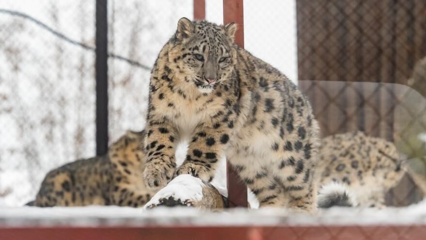 Зоопарк Перми поделился с 12 странами мира опытом увеличения популяции снежных барсов